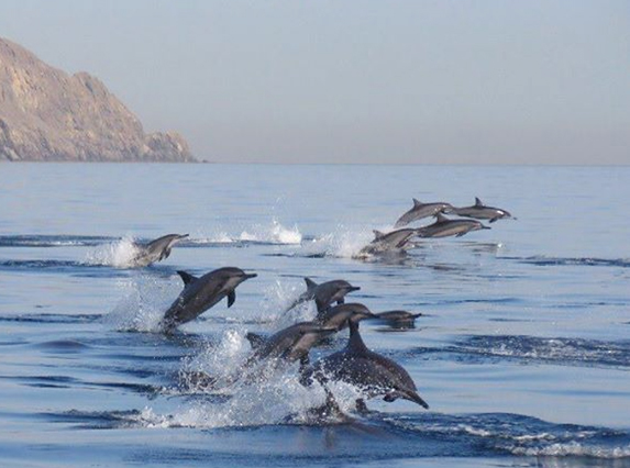 Dolphin glancing off the coast-Gokarna